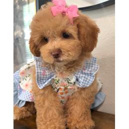 Chanel - Apricot female Maltipoo puppy in Spring, Texas from GlamPaw Maltipoos