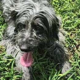 Aussiedoodles and Labradoodles from murphieandbanksdoodles