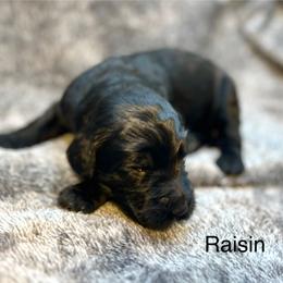 Raisin - Black female Goldendoodle puppy in New Ringgold, Pennsylvania from Hawk Mountain Doodles