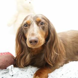 Finn - Dachshund