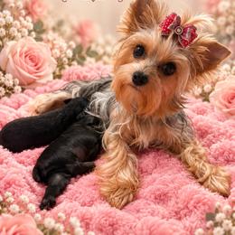 Lilo - Morkie