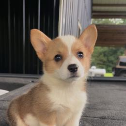 Yellow Collar - Red female Pembroke Welsh Corgi puppy in Boaz, Alabama from Brumblow’s Kennel