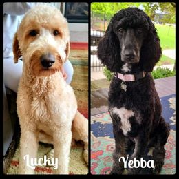 Goldendoodle Puppies from Lucky's Doodlez