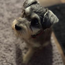 Bitsy - Miniature Schnauzer