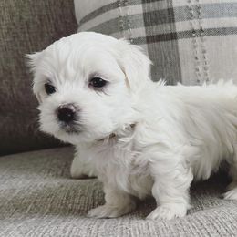Maltese from TinyPaws