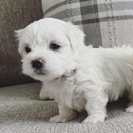 Maltese from TinyPaws