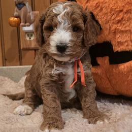 Bernedoodle and Goldendoodle Puppies from 4goldendoodles
