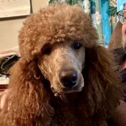 Ruby - Poodle