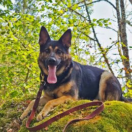 Jule - German Shepherd