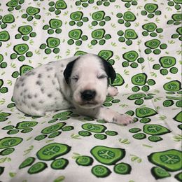 Ruby - White and black female Dalmatian puppy in Claremore, Oklahoma from Lotsofdots Dalmatians