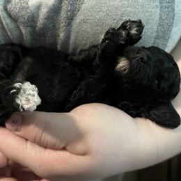 Stormie - Black female Poodle puppy in Sherman, Texas from Ruth’s Poodles