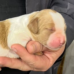 Daisy girl 1 - Orange and white female Brittany puppy in Floyd Knobs, Indiana from Cross Creek Brittanys