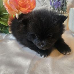 Raven - Black parti female Pomeranian puppy in Newport News, Virginia from Itty bitty friends
