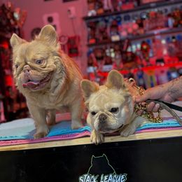 French Bulldog All Grown Up from Natal Frenchie Haus