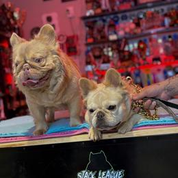 French Bulldog All Grown Up from Natal Frenchie Haus
