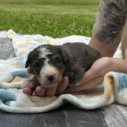 Bellamy - Blue merle female Bernedoodle puppy in Moulton, Iowa from Shondel Puppy Paws