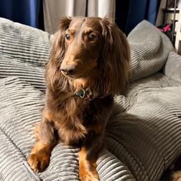 Dachshund puppies from Country Chics Doxies