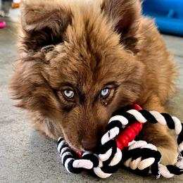 Teddy Bear - Red and white male Siberian Husky puppy in East Tawas, Michigan from BurnsBerg's Woolies