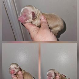 2 - Cream female Dachshund puppy in Lansing, Michigan from Black Thunder 517 Dachshunds and frenchies