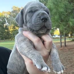 Yellow collar - Blue female Great Dane puppy in Tyler, Texas from Blessed By Danes