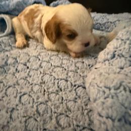 Benjamin - Blenheim male Cavalier King Charles Spaniel puppy in Athens, Georgia from Sandy Cross Kennels