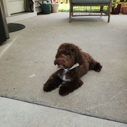Maltipoo, Yorkipoo, and Yorkshire Terrier All Grown Up from Mandy's Poodle's