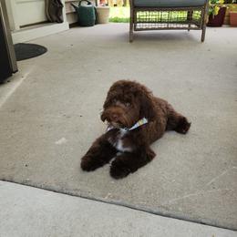 Maltipoo, Yorkipoo, and Yorkshire Terrier All Grown Up from Mandy's Poodle's