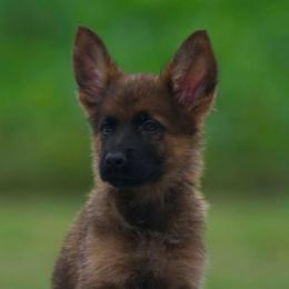Crouton - Sable male German Shepherd puppy in Youngsville, North Carolina from di Casa Ortiz German Shepherds