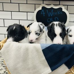 Shetland Sheepdog Puppies from Southern Charm Sheltie Farm