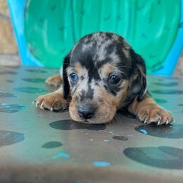 Pistol - Dapple male Dachshund puppy in Hawley, Texas from Foxy’s Dachshunds & Toy Aussies