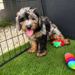 Admiral - Merle male Bernedoodle puppy in Hudson, Michigan from Haas Pawz