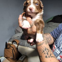 Miniature Australian Shepherd Puppies from Bornagain Paws