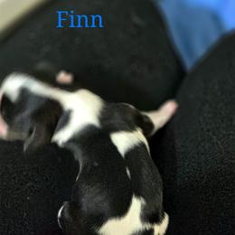 Finn - Tri-color male Cavalier King Charles Spaniel puppy in Kewaskum, Wisconsin from Moon Dream Cavaliers
