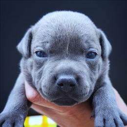 Chichen Itza - Blue male Staffordshire Bull Terrier puppy in Dallas, Texas from Wild Blue Staffords