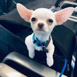 Chihuahua Puppies from Bravo Chihuahuas