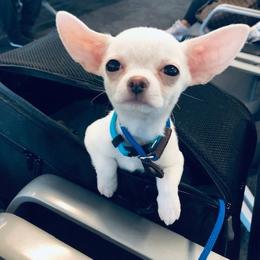 Chihuahua Puppies from Bravo Chihuahuas