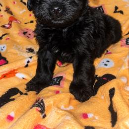 Buckwheat 1700 - Black male Yorkipoo puppy in Gastonia, North Carolina from Banks Dynasty Kennel