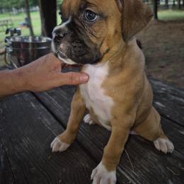Jemma - Fawn female Boxer puppy in Pine River, Wisconsin from Jenks Boxers