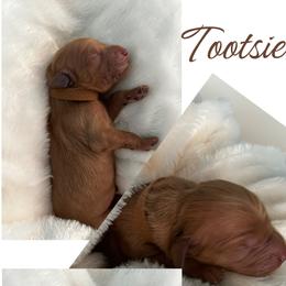 Golden Retriever Puppies from Rosie’s Goldies