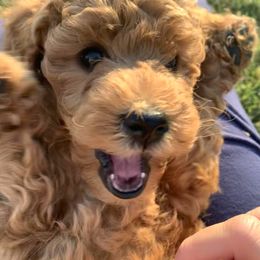Cavapoo, Goldendoodle, and Poodle Puppies from Desert Valley Doodles