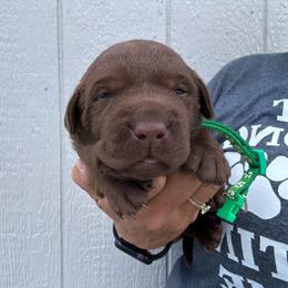 Green - Chocolate male Labrador Retriever puppy in Newton Grove, North Carolina from Wayalife Labradors & Gsp’s