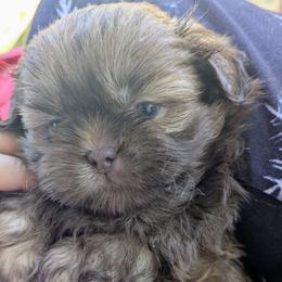 Liver sable boy 2 - Liver male Shih Tzu puppy in Amherst, Maine from McKayla Hairston