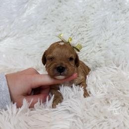 Jellybean - Apricot female Cavapoo puppy in Reeds Spring, Missouri from As Good As Goldendoodles and more