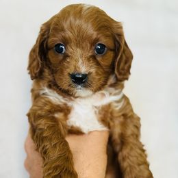 Rusty - Red male Cavapoo puppy in Mona, Utah from Small Town Cavaliers