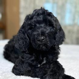 Sam - Black male Goldendoodle puppy in Osage City, Kansas from Golden Ridge Goldens