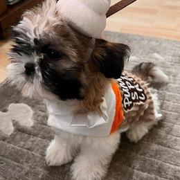 Shihpoo and Shih Tzu Puppies from Fuller Shih Tzus