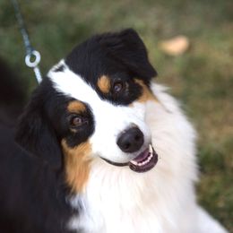 Australian Shepherds from Thunder River Austrailian Shepherds