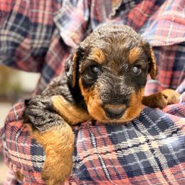 Miss Gray - Black and tan female Airedale Terrier puppy in Mooresville, North Carolina from Farm 55