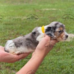 Miss. Yellow-5200 - Dapple female Dachshund puppy in Ocala/Gainesville, Florida from From the Heart Doxies