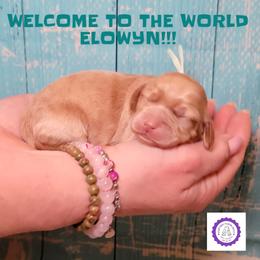 Elowyn (Cardi) - Golden female Cockapoo puppy in Reidsville, North Carolina from Something to Bark About Dog Training